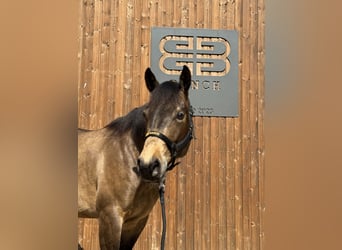American Quarter Horse, Wallach, 3 Jahre, 155 cm, Buckskin