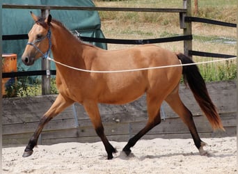 American Quarter Horse, Wallach, 3 Jahre, 155 cm, Buckskin