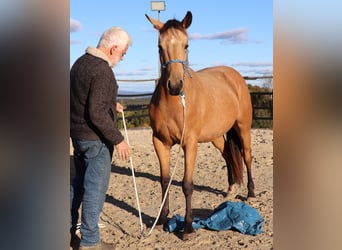 American Quarter Horse, Wallach, 3 Jahre, 155 cm, Buckskin