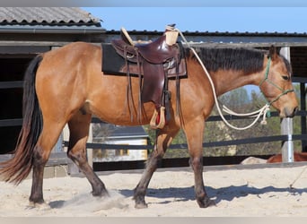American Quarter Horse, Wallach, 3 Jahre, 155 cm, Buckskin