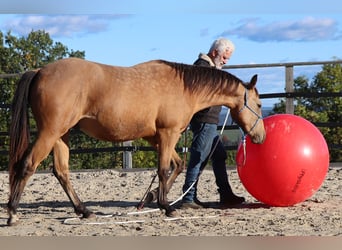 American Quarter Horse, Wallach, 3 Jahre, 155 cm, Buckskin