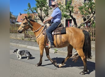 American Quarter Horse, Wallach, 3 Jahre, 155 cm, Buckskin
