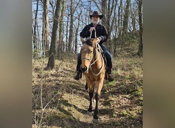 American Quarter Horse, Wallach, 3 Jahre, 155 cm, Buckskin