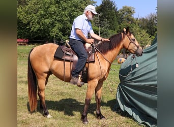 American Quarter Horse, Wallach, 3 Jahre, 155 cm, Buckskin