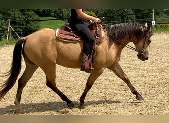 American Quarter Horse, Wallach, 3 Jahre, 155 cm, Cremello