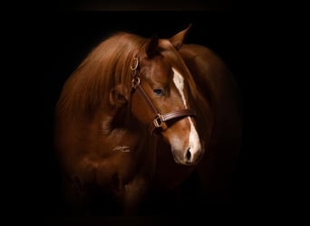 American Quarter Horse, Wallach, 3 Jahre, 155 cm, Dunkelfuchs