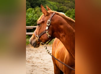 American Quarter Horse, Wallach, 3 Jahre, 155 cm