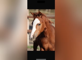 American Quarter Horse, Wallach, 3 Jahre, 155 cm, Fuchs