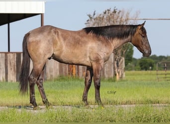 American Quarter Horse, Wallach, 3 Jahre, 155 cm, Grullo