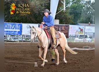 American Quarter Horse, Wallach, 3 Jahre, 155 cm, Palomino