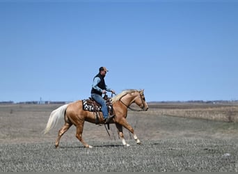American Quarter Horse, Wallach, 3 Jahre, 155 cm, Palomino