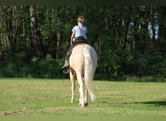 American Quarter Horse, Wallach, 3 Jahre, 155 cm, Palomino