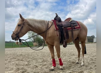 American Quarter Horse, Wallach, 3 Jahre, 155 cm, Palomino