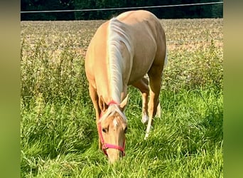 American Quarter Horse, Wallach, 3 Jahre, 155 cm, Palomino