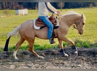 American Quarter Horse, Wallach, 3 Jahre, 155 cm, Palomino