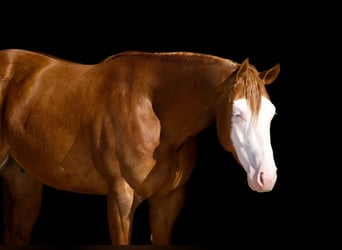 American Quarter Horse, Wallach, 3 Jahre, 155 cm, Red Dun