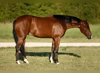 American Quarter Horse, Wallach, 3 Jahre, 155 cm, Rotbrauner