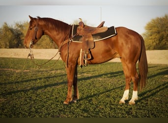 American Quarter Horse, Wallach, 3 Jahre, 155 cm, Rotfuchs