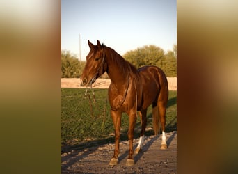 American Quarter Horse, Wallach, 3 Jahre, 155 cm, Rotfuchs