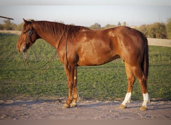 American Quarter Horse, Wallach, 3 Jahre, 155 cm, Rotfuchs