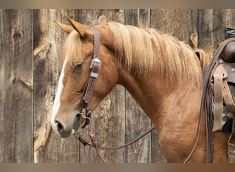 American Quarter Horse, Wallach, 3 Jahre, 155 cm, Rotfuchs