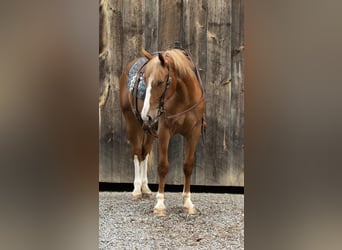 American Quarter Horse, Wallach, 3 Jahre, 155 cm, Rotfuchs