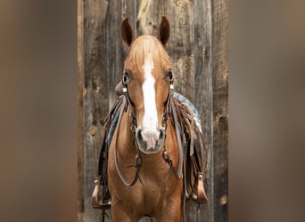 American Quarter Horse, Wallach, 3 Jahre, 155 cm, Rotfuchs