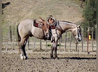 American Quarter Horse, Wallach, 3 Jahre, 155 cm, Schimmel