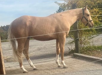 American Quarter Horse, Wallach, 3 Jahre, 156 cm, Palomino