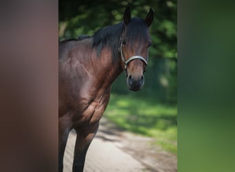 American Quarter Horse, Wallach, 3 Jahre, 156 cm, Roan-Bay