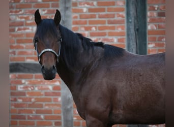 American Quarter Horse, Wallach, 3 Jahre, 156 cm, Roan-Bay