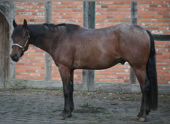 American Quarter Horse, Wallach, 3 Jahre, 156 cm, Roan-Bay