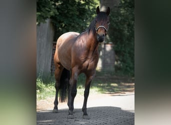American Quarter Horse, Wallach, 3 Jahre, 156 cm, Roan-Bay