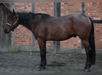 American Quarter Horse, Wallach, 3 Jahre, 156 cm, Roan-Bay