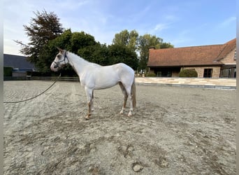 American Quarter Horse, Wallach, 3 Jahre, 156 cm, Tovero-alle-Farben