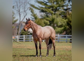 American Quarter Horse, Wallach, 3 Jahre, 157 cm, Roan-Bay