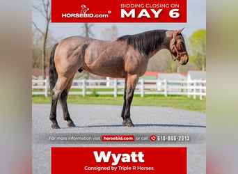 American Quarter Horse, Wallach, 3 Jahre, 157 cm, Roan-Bay