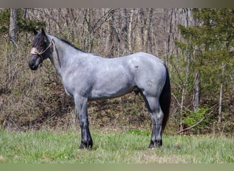 American Quarter Horse, Wallach, 3 Jahre, 157 cm, Roan-Blue