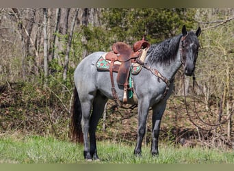 American Quarter Horse, Wallach, 3 Jahre, 157 cm, Roan-Blue