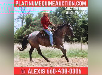 American Quarter Horse, Wallach, 3 Jahre, 157 cm, Roan-Blue
