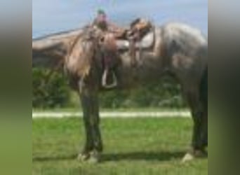 American Quarter Horse, Wallach, 3 Jahre, 157 cm, Roan-Blue
