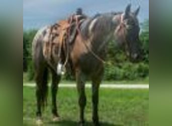 American Quarter Horse, Wallach, 3 Jahre, 157 cm, Roan-Blue