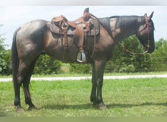 American Quarter Horse, Wallach, 3 Jahre, 157 cm, Roan-Blue