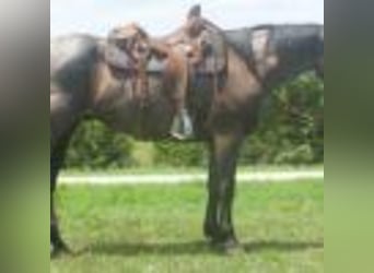 American Quarter Horse, Wallach, 3 Jahre, 157 cm, Roan-Blue