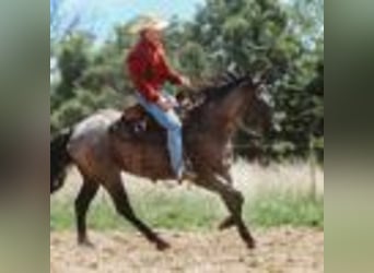 American Quarter Horse, Wallach, 3 Jahre, 157 cm, Roan-Blue