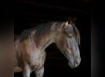 American Quarter Horse, Wallach, 3 Jahre, 157 cm, Roan-Blue