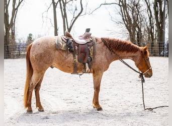American Quarter Horse, Wallach, 3 Jahre, 157 cm, Roan-Red