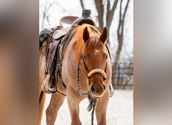 American Quarter Horse, Wallach, 3 Jahre, 157 cm, Roan-Red