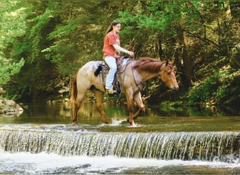 American Quarter Horse, Wallach, 3 Jahre, 157 cm, Roan-Red