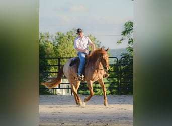 American Quarter Horse, Wallach, 3 Jahre, 157 cm, Roan-Red